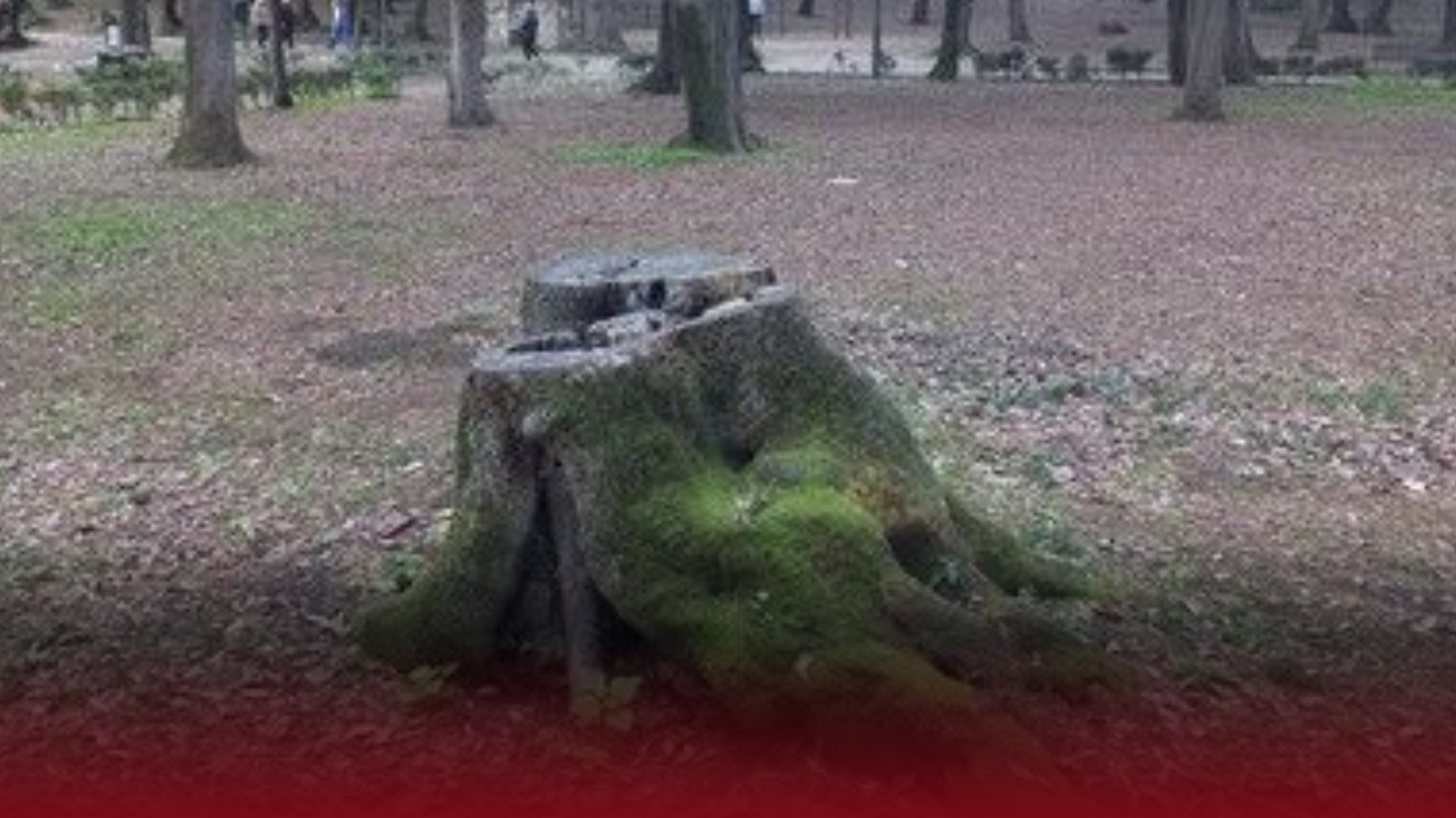 Frascati riqualifica il verde urbano: Piano straordinario di sicurezza e nuove piantumazioni